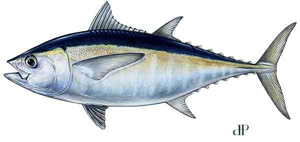 LBF_blackfin_tuna.jpg