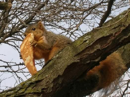 Squirrel__pizza__by_mike_son-1.jpg
