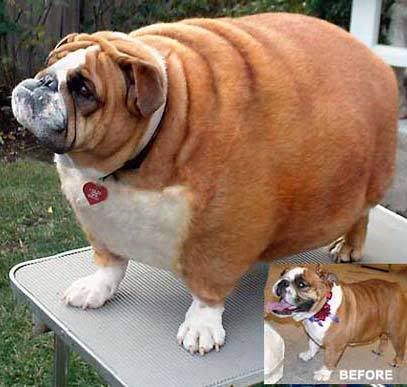 fat_dog2.jpg